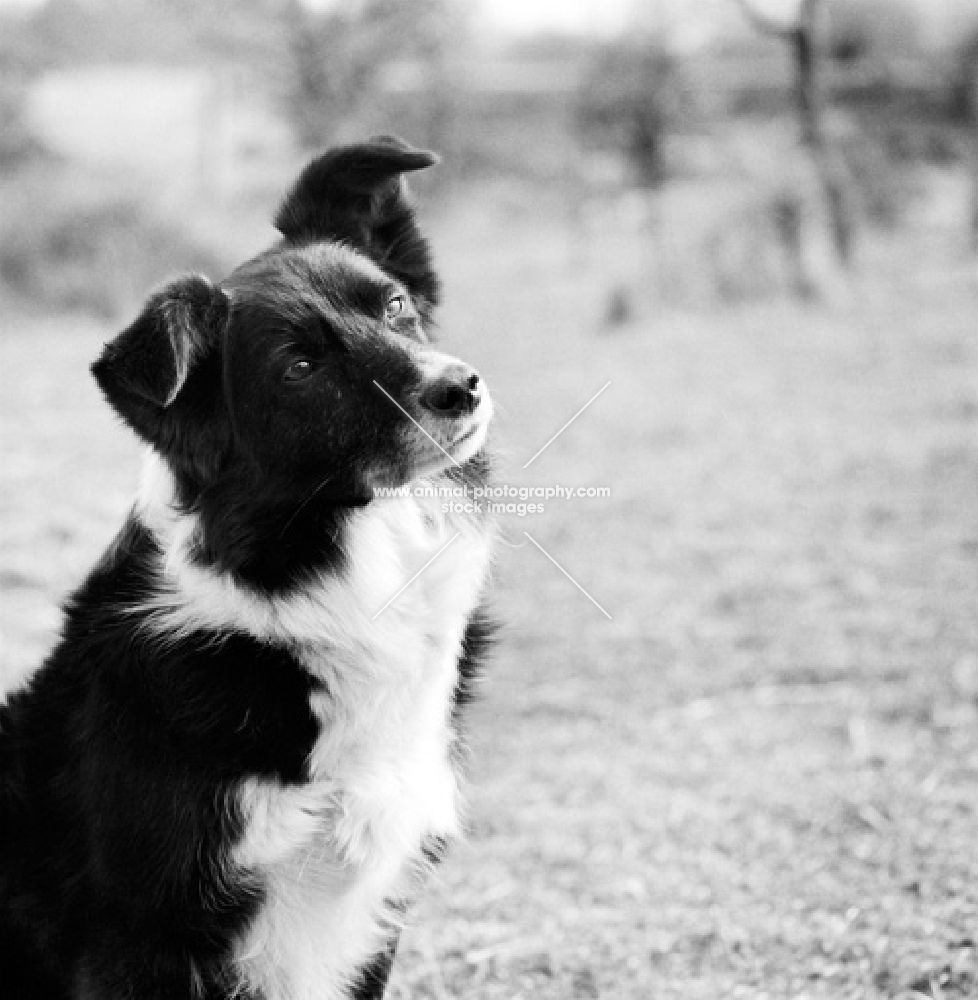 border collie head on one side