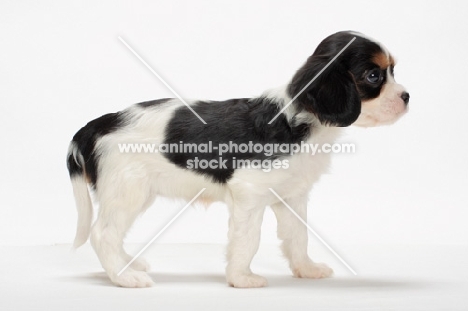 tri coloured Cavalier King Charles Spaniel puppy, side view