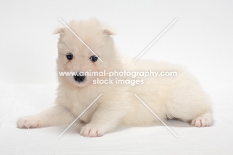 Samoyed puppy lying down