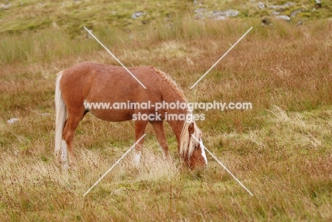 Wild living Welsh Mountain Pony in Llanllechid Mountains