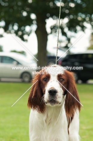 Irish red and white setter on lead