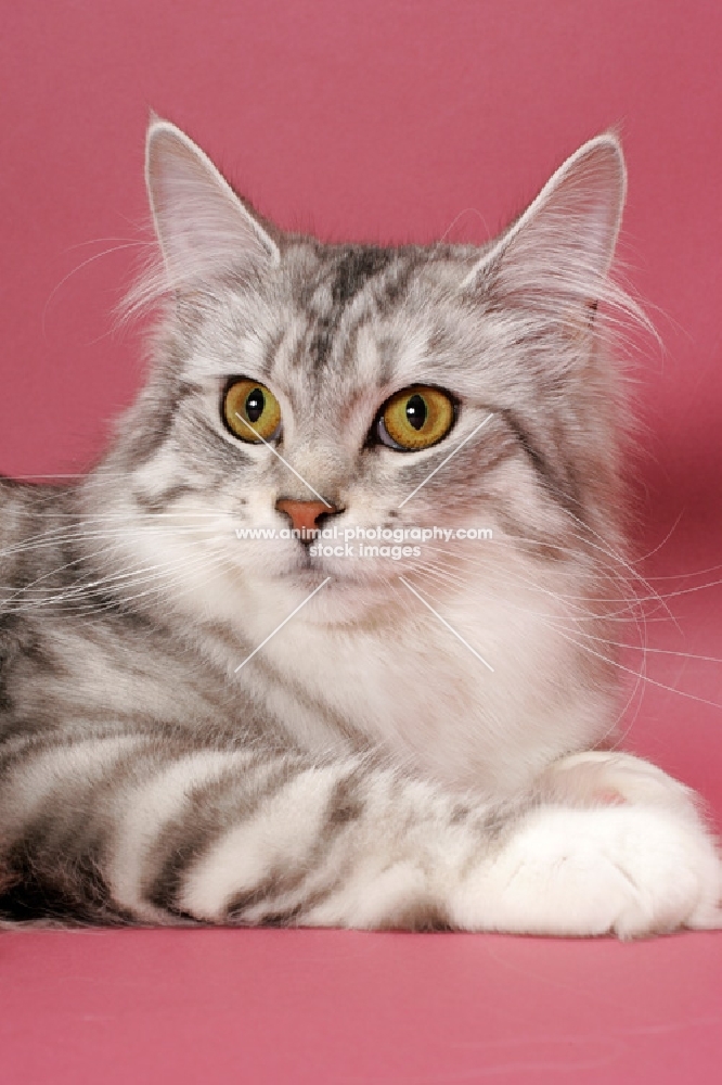 Silver Mackerel Tabby & White Maine Coon