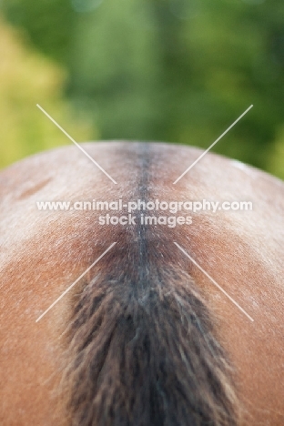 Appaloosa back view