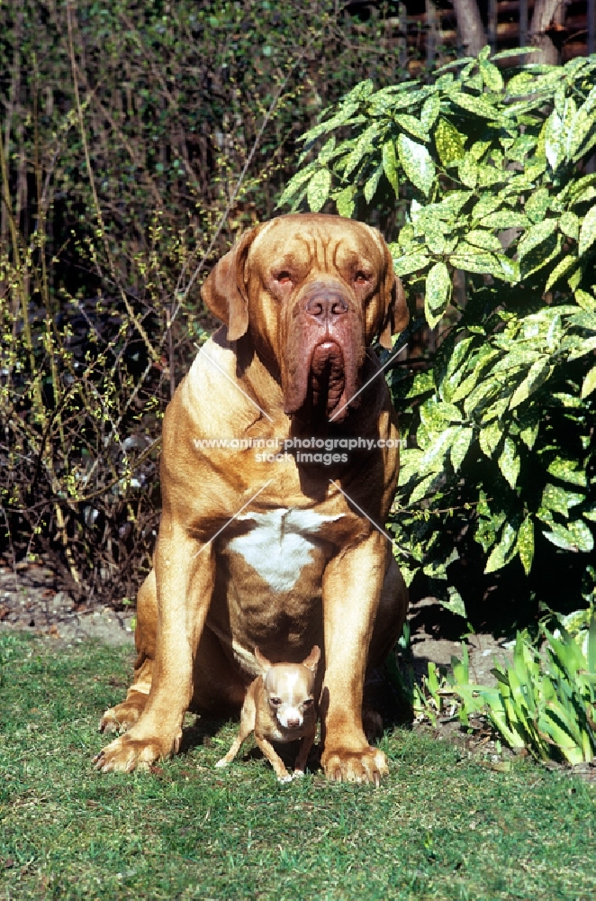 dogue de bordeaux and chihuahua puppy 