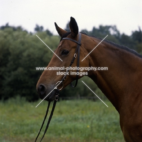 swedish warmblood portrait