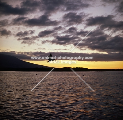 brown pelican flying, fishing in sunset, galapagos islands