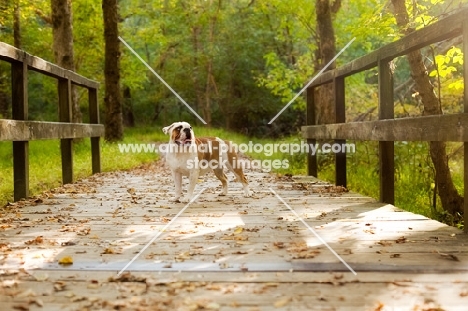 Bulldog on bridge