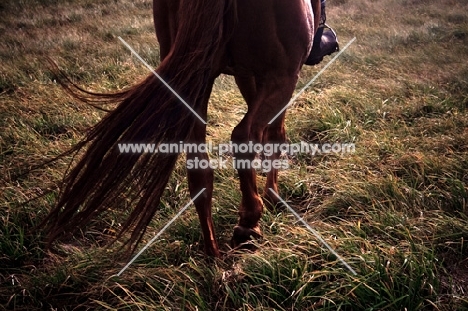 Thoroughbred legs and tail - walking through field