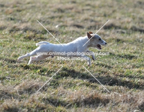 white dog running on grass