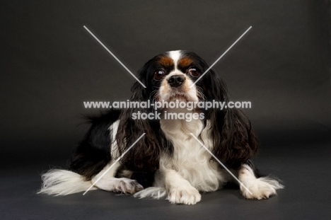 black, brown and white King Charles Spaniel on a black background