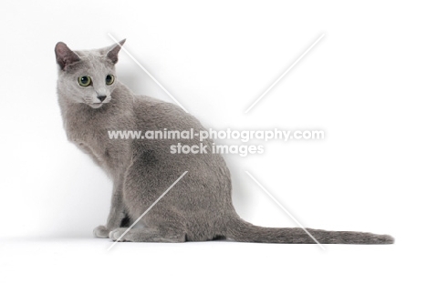 Russian Blue cat sitting down on white background