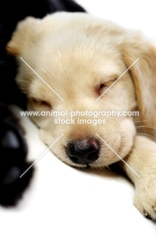 Golden Labrador Puppy lying asleep next to a black Labrador, isolated on a white background