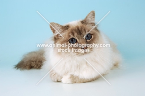 blue point birman cat lying on blue background