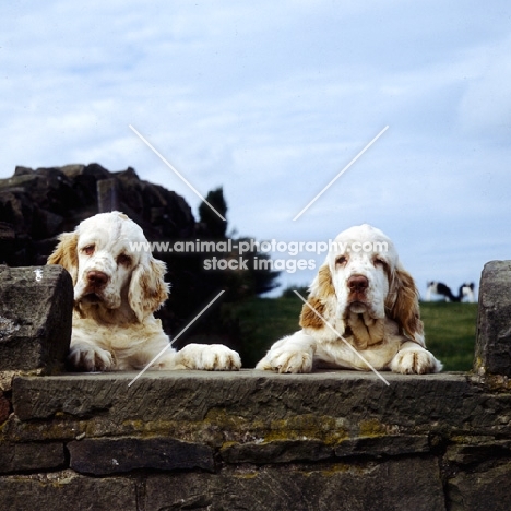 two clumber spaniels looking over a stone wall