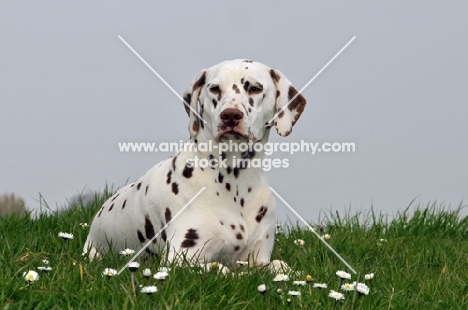 brown spotted dalmatian