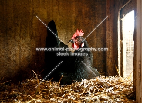 Black Astralorp hen sitting on nest