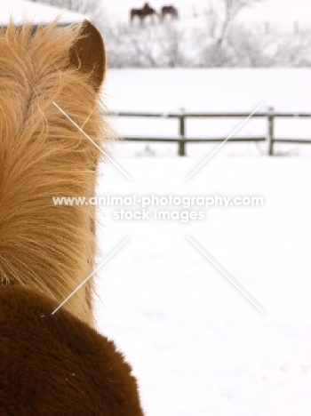 Suffolk Punch, back view