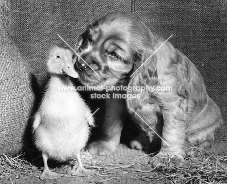 English Cocker Spaniel puppy with duckling