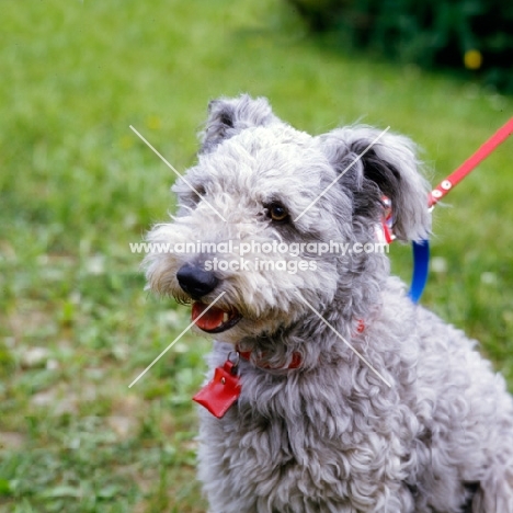 pumi on lead at show, head study