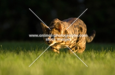 Bengal cat prowling