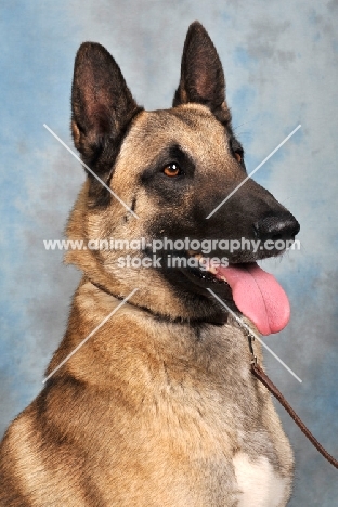 Malinois head study