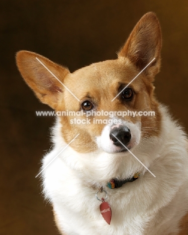 Pembroke Corgi in studio, head study