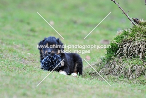 Puppy with toy