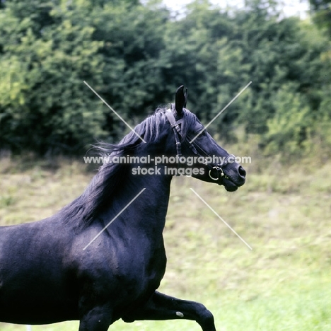 gharib, (world-famous chief sire of Marbach state stud), Egyptian Arab stallion trotting head and shoulders