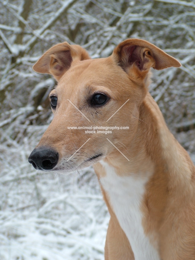 greyhound, ex racer jamstyle joy, in snow, portrait, saffron, all photographer's profit from this image go to greyhound charities and rescue organisations