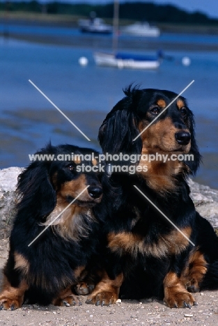 long haired dachshund standard and miniature, at the sea shore