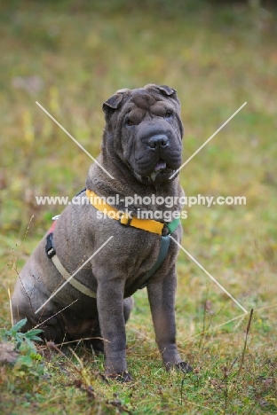 blue shar pei sitting in a field