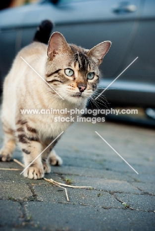 Bengal near car