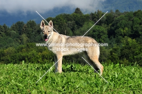Czechoslovakian wolfdog (aka Ceskoslovensky Vlcak) side view in field