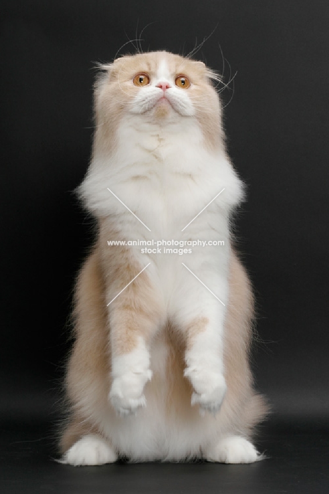 Scottish Fold Longhair, Cream Mackerel Tabby & White, standing up