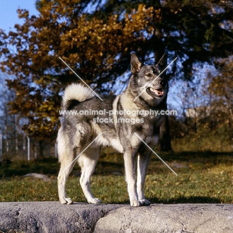 stepp, swedish elkhound on rock