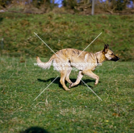 lurcher running on grass