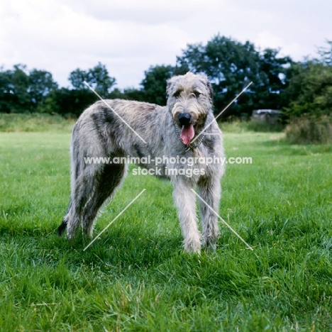 irish wolfhound looking at camera