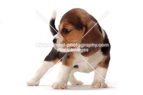 Beagle puppy standing on white background