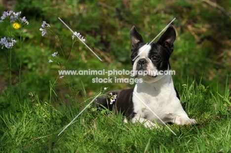 Boston Terrier lying down on grass