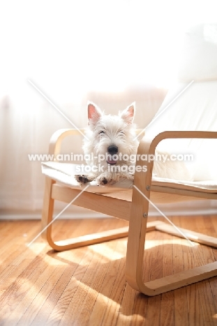 Ungroomed Scottish Terrier puppy laying in bentwood chair in sunshine.