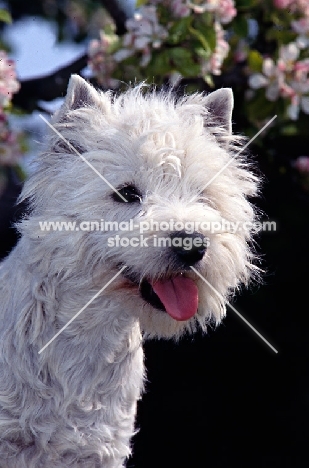 west highland white terrier with blossom, head study