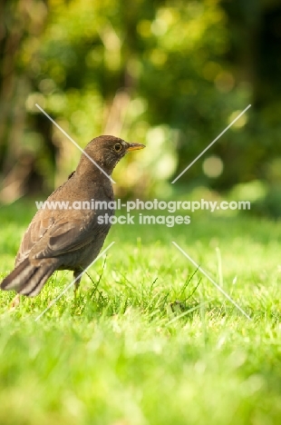 Female Blackbird on lawn