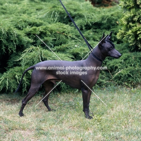 ch moctezuma,mexican hairless side view