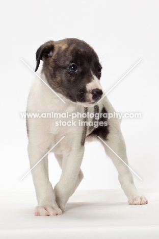 white and brindle Whippet puppy