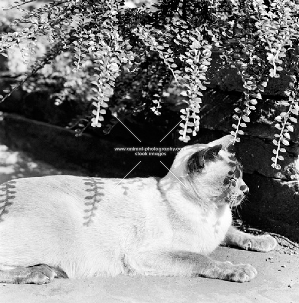 siamese cat with shadows of leaves