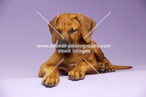 Rhodesian Ridgeback puppy