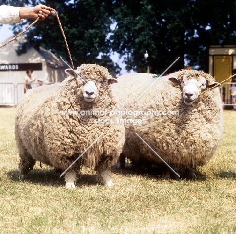 two romney marsh sheep at a show