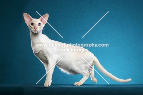 Siamese on blue background