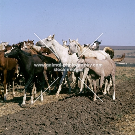 taboon of tersk mares & foals at stavropol stud, russia