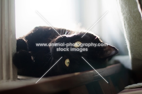 black cat lying near window